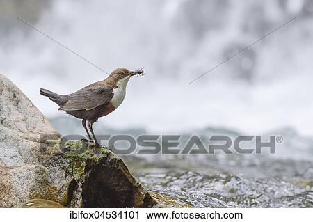White-breasted dipper (Cinclus cinclus) with insects, Tyrol, Austria, Europe View Large Photo Image Stock Image - White-breasted dipper (Cinclus cinclus) with insects, Tyrol, Austria, Europe. Fotosearch