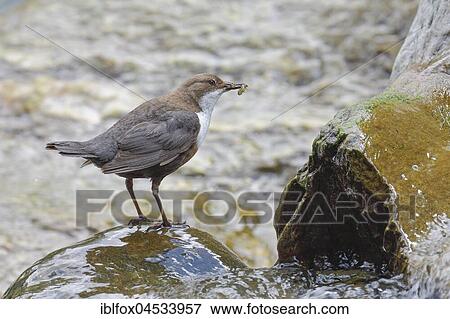 White-breasted dipper (Cinclus cinclus) with insect larva, Tyrol, Austria, Europe View Large Photo Image Stock Photo - White-breasted dipper (Cinclus cinclus) with insect larva, Tyrol, Austria, Europe. Fotosearch