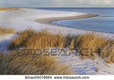 White dune with beach grass (Ammophila arenaria) and snow, Western beach of Sylt, Schleswig-Holstein, Germany, Europe View Large Photo Image Picture - White dune with beach grass (Ammophila arenaria) and snow, Western beach of Sylt, Schleswig-Holstein, Germany, Europe. Fotosearch