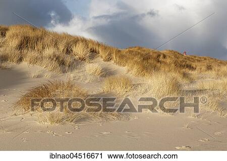 White dune with beach grass (Ammophila arenaria) on the Western beach of Sylt, Schleswig-Holstein, Germany, Europe View Large Photo Image Stock Image - White dune with beach grass (Ammophila arenaria) on the Western beach of Sylt, Schleswig-Holstein, Germany, Europe. Fotosearch