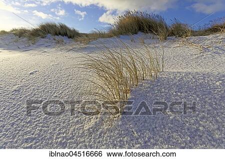 White dune with beach grass (Ammophila arenaria) and snow, Western beach of Sylt, Schleswig-Holstein, Germany, Europe View Large Photo Image Stock Photograph - White dune with beach grass (Ammophila arenaria) and snow, Western beach of Sylt, Schleswig-Holstein, Germany, Europe. Fotosearch
