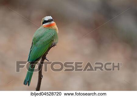 White-fronted bee-eater (Merops bullockoides), perched on a twig, Kruger National Park, South Africa, Africa View Large Photo Image Stock Image - White-fronted bee-eater (Merops bullockoides), perched on a twig, Kruger National Park, South Africa, Africa. Fotosearch