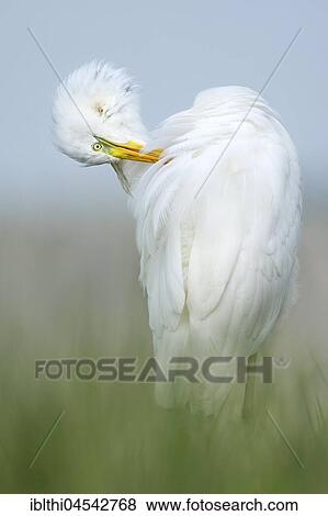 White heron (Ardea alba), grooming, Kiskunság National Park, Hungary, Europe View Large Photo Image Stock Photo - White heron (Ardea alba), grooming, Kiskunság National Park, Hungary, Europe. Fotosearch