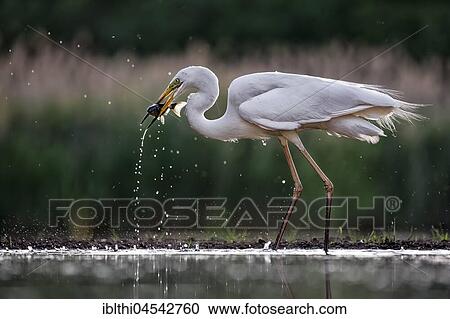 White heron (Ardea alba), searching for food, with fish as prey, Kiskunság National Park, Hungary, Europe View Large Photo Image Stock Image - White heron (Ardea alba), searching for food, with fish as prey, Kiskunság National Park, Hungary, Europe. Fotosearch