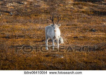 White reindeer Skaidi, Finnmark, Norway, Europe View Large Photo Image Picture - White reindeer Skaidi, Finnmark, Norway, Europe. Fotosearch
