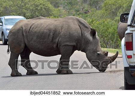White Rhinoceros (Ceratotherium simum), adult male standing in middle of paved road between two tourist vehicles, Kruger National Park, South Africa, Africa View Large Photo Image Stock Image - White Rhinoceros (Ceratotherium simum), adult male standing in middle of paved road between two tourist vehicles, Kruger National Park, South Africa, Africa. Fotosearch