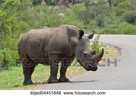 White Rhinoceros (Ceratotherium simum), adult male at the edge of paved road, Kruger National Park, South Africa, Africa View Large Photo Image Stock Photo - White Rhinoceros (Ceratotherium simum), adult male at the edge of paved road, Kruger National Park, South Africa, Africa. Fotosearch