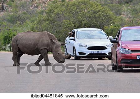 Stock Photography - White Rhinoceros (Ceratotherium simum), adult male crossing paved road between two tourist vehicles, Kruger National Park, South Africa, Africa. Fotosearch