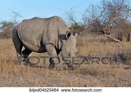 White rhinoceros or Square-lipped rhinoceros (Ceratotherium simum), adult male grazing, Kruger National Park, South Africa, Africa View Large Photo Image Picture - White rhinoceros or Square-lipped rhinoceros (Ceratotherium simum), adult male grazing, Kruger National Park, South Africa, Africa. Fotosearch