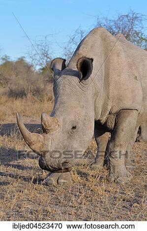 Stock Image - White rhinoceros or Square-lipped rhinoceros (Ceratotherium simum), adult male grazing, Kruger National Park, South Africa, Africa. Fotosearch