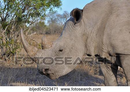 White rhinoceros or Square-lipped rhinoceros (Ceratotherium simum), adult male, portrait, Kruger National Park, South Africa, Africa View Large Photo Image Stock Image - White rhinoceros or Square-lipped rhinoceros (Ceratotherium simum), adult male, portrait, Kruger National Park, South Africa, Africa. Fotosearch