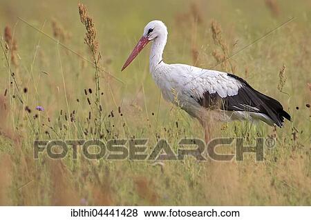 Stock Photo - White Stork (Ciconia ciconia), foraging in meadow, Elbe meadows, Middle Elbe Biosphere Reserve, Saxony-Anhalt, Germany, Europe. Fotosearch
