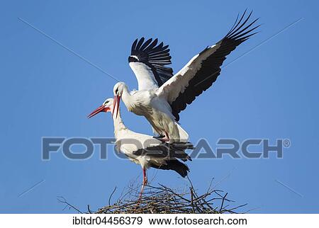 White stork (Ciconia ciconia), mating pair in the nest, Doñana National Park, Huelva province, Andalusia, Spain, Europe View Large Photo Image Stock Photo - White stork (Ciconia ciconia), mating pair in the nest, Doñana National Park, Huelva province, Andalusia, Spain, Europe. Fotosearch