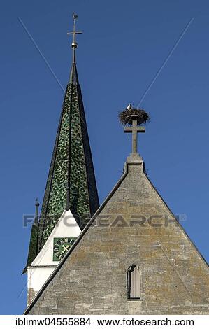 White storks (Ciconia ciconia), in nest on Catholic parish church St. Johannes Baptist, Bad Saulgau, Baden-Württemberg, Germany, Europe View Large Photo Image Picture - White storks (Ciconia ciconia), in nest on Catholic parish church St. Johannes Baptist, Bad Saulgau, Baden-Württemberg, Germany, Europe. Fotosearch