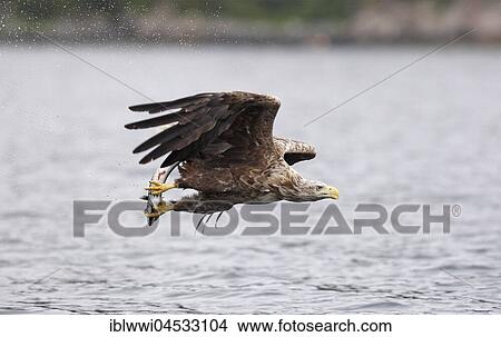 White-tailed eagle (Haliaeetus albicilla) with captured fish, coast, Norway, Europe View Large Photo Image Picture - White-tailed eagle (Haliaeetus albicilla) with captured fish, coast, Norway, Europe. Fotosearch