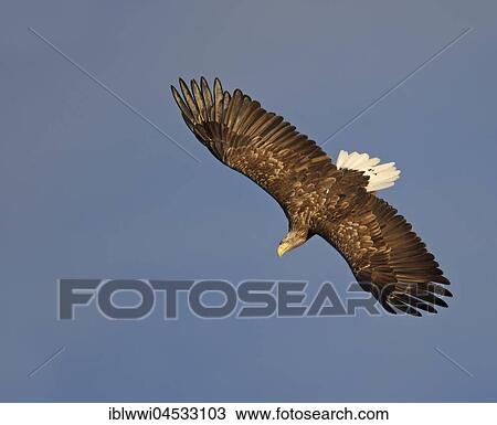 White-tailed eagle (Haliaeetus albicilla) in flight, Norwegian coast, Norway, Europe View Large Photo Image Stock Image - White-tailed eagle (Haliaeetus albicilla) in flight, Norwegian coast, Norway, Europe. Fotosearch