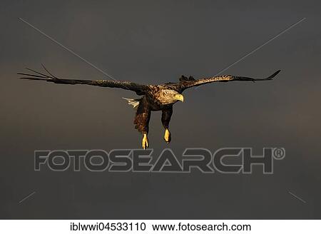 White-tailed eagle (Haliaeetus albicilla) in flight, Flatanger, Norway, Europe View Large Photo Image Stock Image - White-tailed eagle (Haliaeetus albicilla) in flight, Flatanger, Norway, Europe. Fotosearch