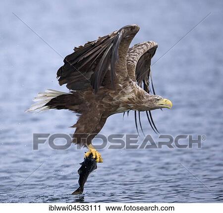 Stock Image - White-tailed eagle (Haliaeetus albicilla) catching fish, Norwegian coast, Norway, Europe. Fotosearch