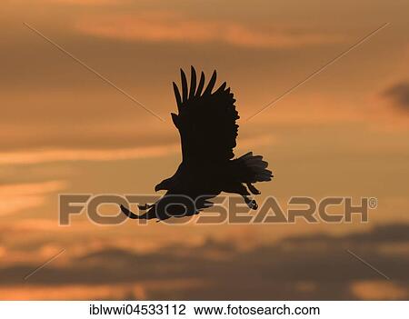 Stock Image - White-tailed eagle (Haliaeetus albicilla) in flight, in the backlight of the midnight sun, Norway, Europe. Fotosearch
