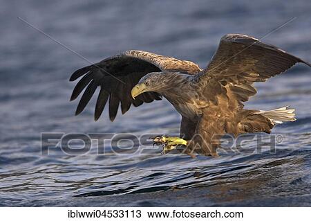 White-tailed eagle (Haliaeetus albicilla) catching a fish, Norwegian coast, Norway, Europe View Large Photo Image Stock Image - White-tailed eagle (Haliaeetus albicilla) catching a fish, Norwegian coast, Norway, Europe. Fotosearch