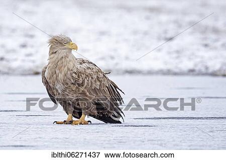 Stock Photo - White-tailed eagle (Haliaeetus albicilla) foraging on frozen lake, adult bird, Kampinoski National Park, Poland, Europe. Fotosearch