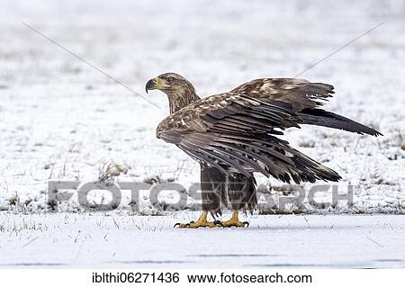 White-tailed eagle (Haliaeetus albicilla) foraging on frozen lake, young eagle, Kampinoski National Park, Poland, Europe View Large Photo Image Stock Photograph - White-tailed eagle (Haliaeetus albicilla) foraging on frozen lake, young eagle, Kampinoski National Park, Poland, Europe. Fotosearch