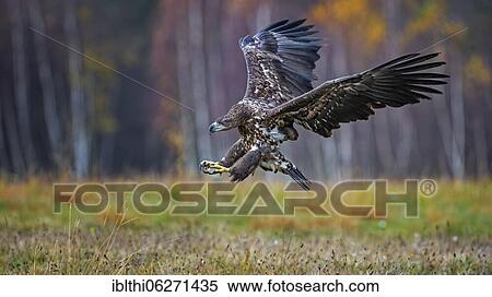 White-tailed eagle (Haliaeetus albicilla) hunting in autumn, young eagle, Kampinoski National Park, Poland, Europe View Large Photo Image Stock Photography - White-tailed eagle (Haliaeetus albicilla) hunting in autumn, young eagle, Kampinoski National Park, Poland, Europe. Fotosearch