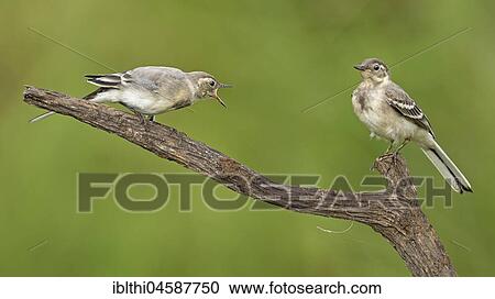 White wagtails (Motacilla alba) Young birds sitting on branch, Central Elbe Biosphere Reserve, Saxony-Anhalt, Germany, Europe View Large Photo Image Stock Image - White wagtails (Motacilla alba) Young birds sitting on branch, Central Elbe Biosphere Reserve, Saxony-Anhalt, Germany, Europe. Fotosearch