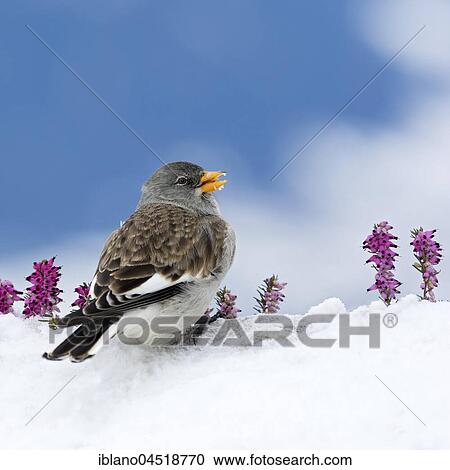 White-winged snowfinch (Montifringilla nivalis) in the snow, Tyrol, Austria, Europe View Large Photo Image Stock Image - White-winged snowfinch (Montifringilla nivalis) in the snow, Tyrol, Austria, Europe. Fotosearch