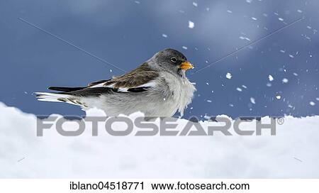 Stock Image - White-winged snowfinch (Montifringilla nivalis) in the snow, Tyrol, Austria, Europe. Fotosearch