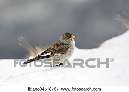 Stock Photo - White-winged snowfinch (Montifringilla nivalis) in the snow, Tyrol, Austria, Europe. Fotosearch