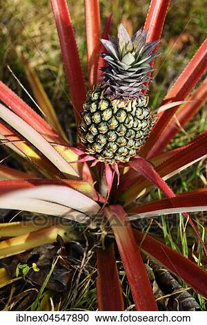 Wild Ananas plant with fruit (Ananas), Papua New Guinea, Oceania View Large Photo Image Stock Image - Wild Ananas plant with fruit (Ananas), Papua New Guinea, Oceania. Fotosearch