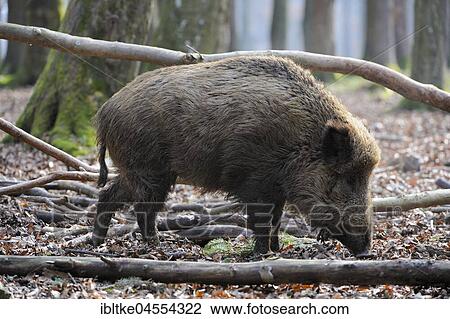 Wild boar (Sus scrofa), captive, Baden-Württemberg, Germany, Europe View Large Photo Image Stock Image - Wild boar (Sus scrofa), captive, Baden-Württemberg, Germany, Europe. Fotosearch