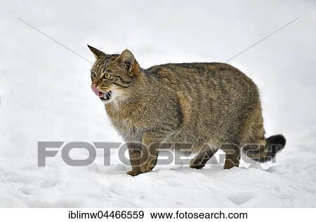 Wildcat (Felis silvestris) in snow, captive View Large Photo Image Stock Photo - Wildcat (Felis silvestris) in snow, captive. Fotosearch