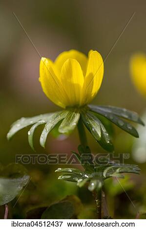 Stock Photo - Winter Aconite (Eranthis hyemalis), spring, Hesse, Germany, Europe. Fotosearch
