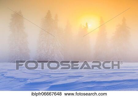 Stock Photo - Winter forest in fog, Switzerland, Europe. Fotosearch