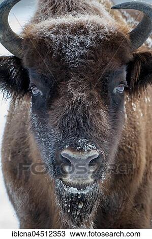 Wisent (Bison bonasus) in the snow, captive, Hesse, Germany, Europe View Large Photo Image Stock Image - Wisent (Bison bonasus) in the snow, captive, Hesse, Germany, Europe. Fotosearch