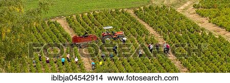 Wiwing and grape pickers, Beaujolais vineyard, Rhone, Region Auvergne-Rhône-Alpes, France, Europe View Large Photo Image Picture - Wiwing and grape pickers, Beaujolais vineyard, Rhone, Region Auvergne-Rhône-Alpes, France, Europe. Fotosearch
