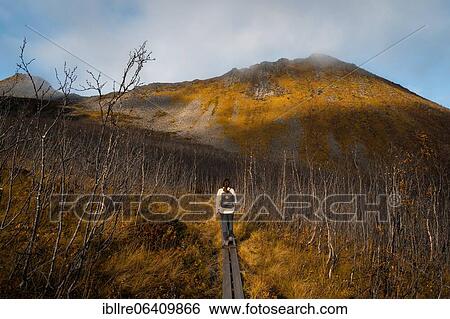 Stock Photograph - Woman hiking to Sega mountain in autumnal fjord landscape, Fjordgard, Senja, Norway, Europe. Fotosearch