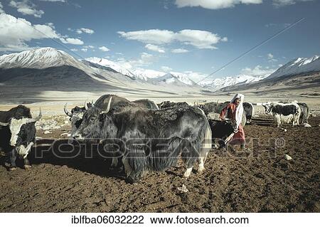 Woman leads a yak calf to its mother, Kyrgyz nomad, Bozai Gumbaz, Wakhan Corridor, Badakhshan, Afghanistan, Asia View Large Photo Image Stock Image - Woman leads a yak calf to its mother, Kyrgyz nomad, Bozai Gumbaz, Wakhan Corridor, Badakhshan, Afghanistan, Asia. Fotosearch