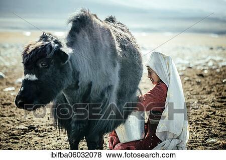 Woman milking a yak, Kyrgyz nomad, Bozai Gumbaz, Wakhan Corridor, Badakhshan, Afghanistan, Asia View Large Photo Image Stock Photo - Woman milking a yak, Kyrgyz nomad, Bozai Gumbaz, Wakhan Corridor, Badakhshan, Afghanistan, Asia. Fotosearch
