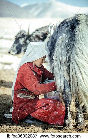 Stock Photo - Woman milking a yak, Kyrgyz nomad, Bozai Gumbaz, Wakhan Corridor, Badakhshan, Afghanistan, Asia. Fotosearch
