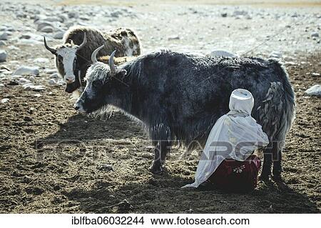 Picture - Woman milking a yak, Kyrgyz nomads, Bozai Gumbaz, Wakhan Corridor, Badakhshan, Afghanistan, Asia. Fotosearch