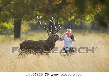 Stock Photo - Woman photographing red deer with mobile phone, Cervus elaphus, Richmond Park, London, England, Great Britain. Fotosearch