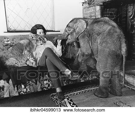 Woman with lions and young elephant on the sofa, England, Great Britain View Large Photo Image Stock Image - Woman with lions and young elephant on the sofa, England, Great Britain. Fotosearch