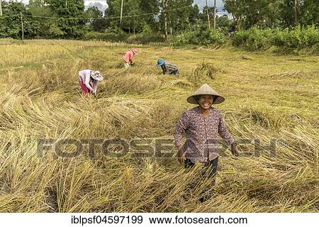 Women harvesting rice in the fields, Kampot, Cambodia, Asia View Large Photo Image Stock Photo - Women harvesting rice in the fields, Kampot, Cambodia, Asia. Fotosearch