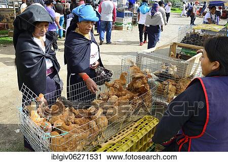Stock Image - Women in traditional traditional traditional traditional traditional traditional traditional traditional traditional traditional costume buy chickens at the weekly cattle market, Otavalo, Imbabura Province, Ecuador, South America. Fotosearch