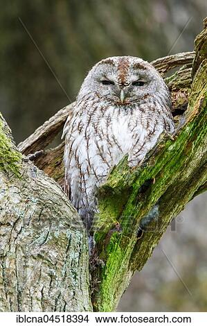 Picture - Woodchuck (Strix aluco) sitting in tree, sleeping tree, Hesse, Germany, Europe. Fotosearch