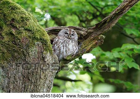 Woodchuck (Strix aluco) sitting in tree, sleeping tree, Hesse, Germany, Europe View Large Photo Image Picture - Woodchuck (Strix aluco) sitting in tree, sleeping tree, Hesse, Germany, Europe. Fotosearch