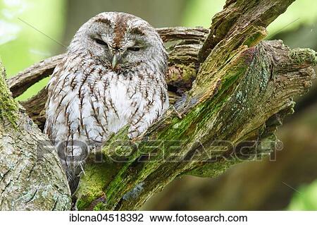 Stock Image - Woodchuck (Strix aluco) sitting in tree, sleeping tree, Hesse, Germany, Europe. Fotosearch